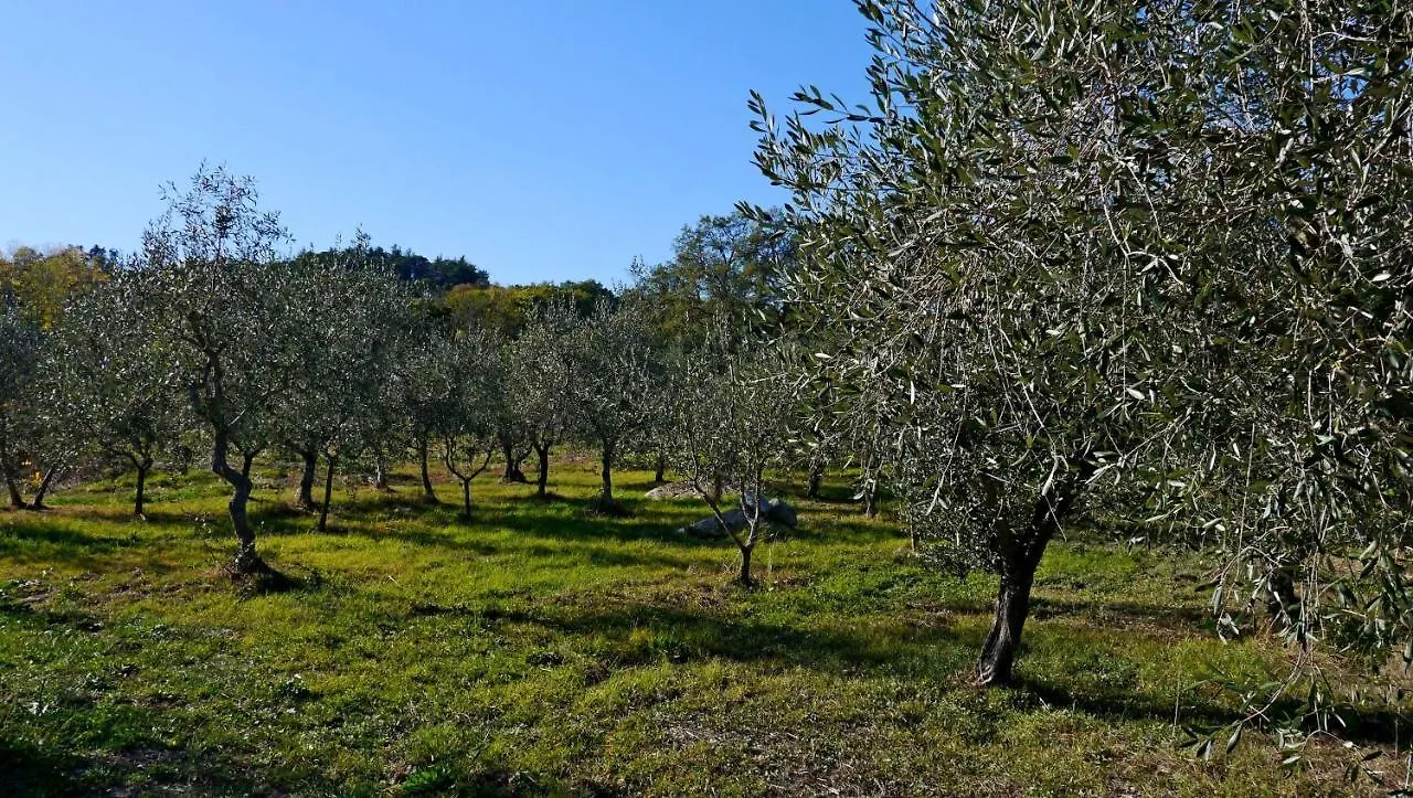 Villa Olivastra Roccastrada Holiday home